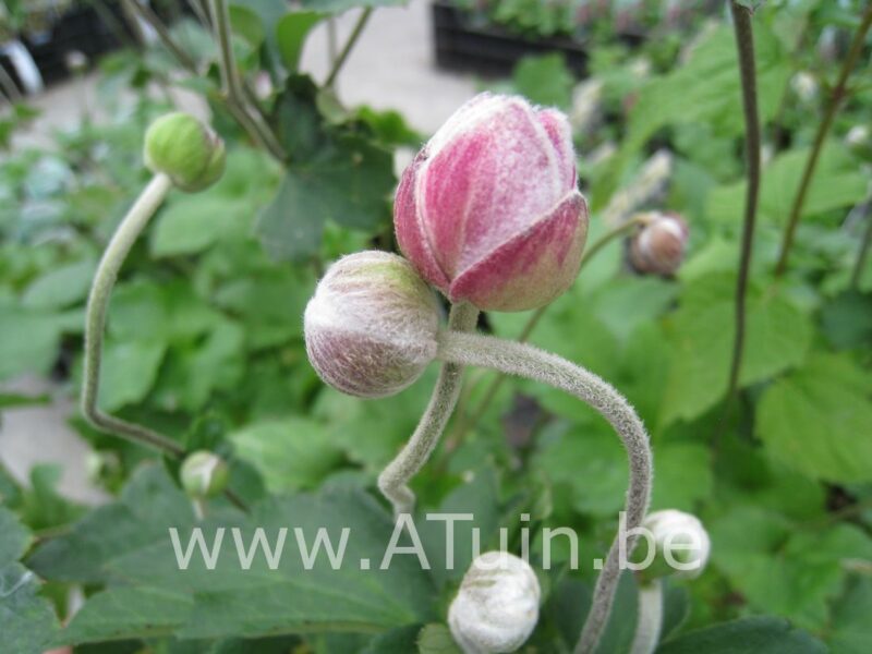 Herfstanemoon - Anemone hybrida 'Pamina'