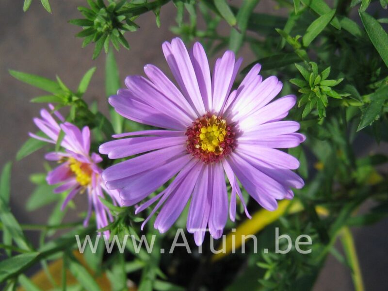 Alpenaster - Aster alpinus - bloem