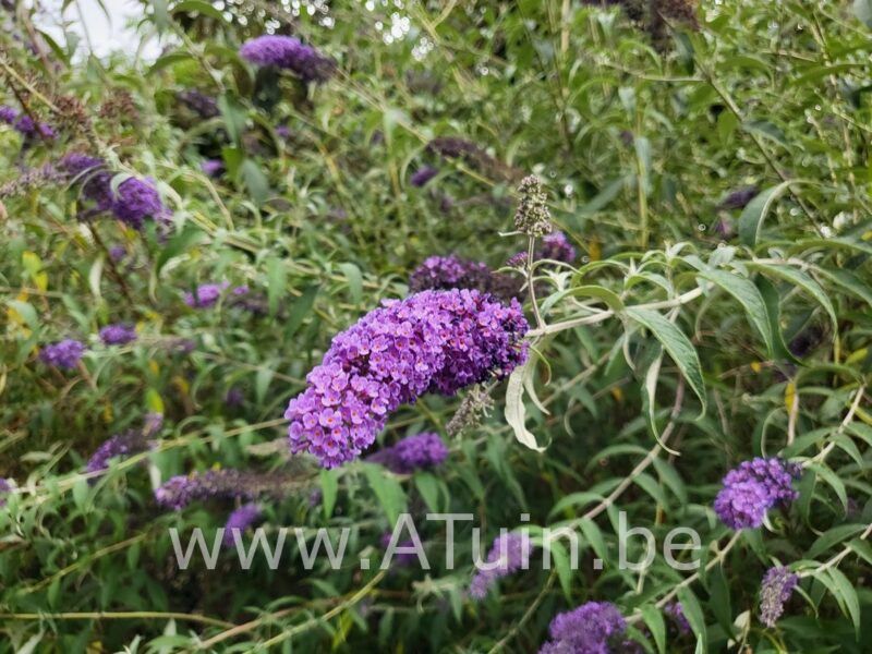 Zwarte Vlinderstruik - Buddleja davidii 'Black Knight'