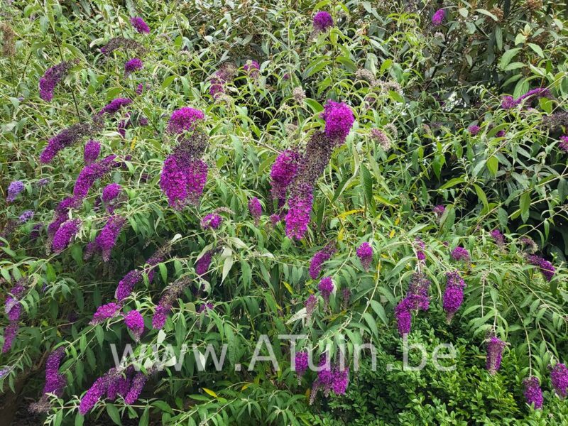 Zwarte Vlinderstruik - Buddleja davidii 'Black Knight'