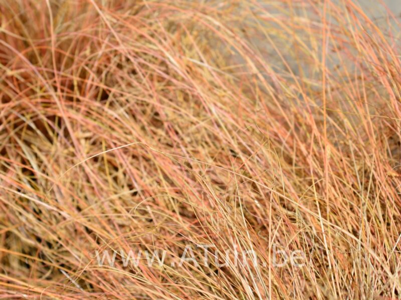 Rode Zegge - Carex buchananii
