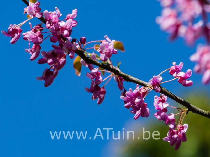 Amerikaanse Judasboom - Cercis canadensis 'Forest- pansy'