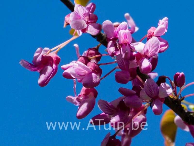 Amerikaanse Judasboom - Cercis canadensis 'Forest- pansy' - bloem
