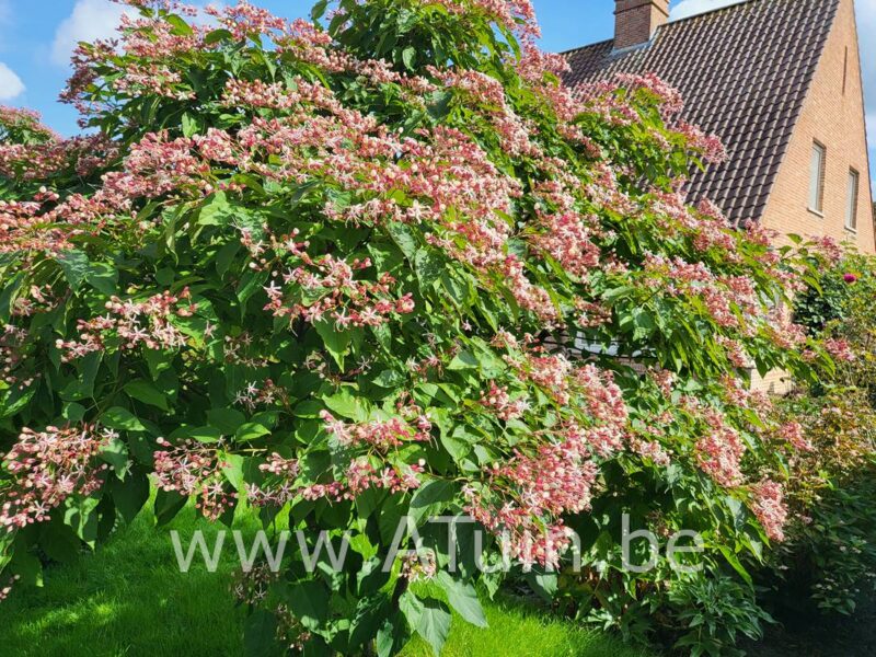 Kansenboom - Clerodendrum trichotomum