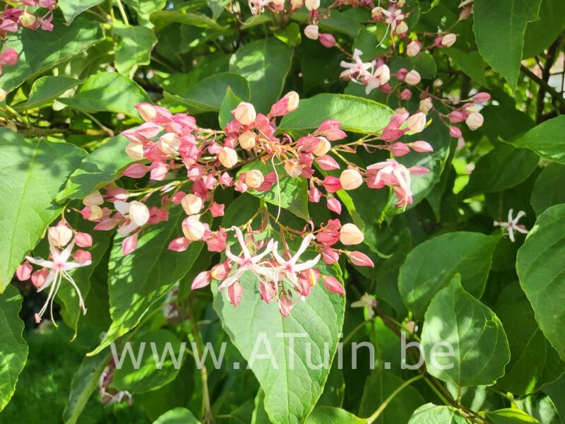 Kansenboom - Clerodendrum trichotomum