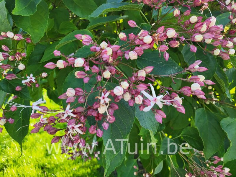 Kansenboom - Clerodendrum trichotomum - bloei