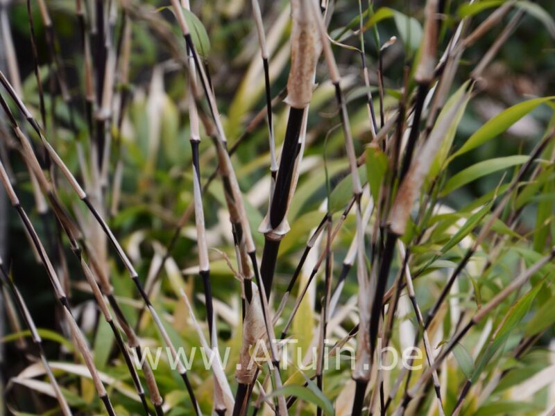 Fargesia nitida 'Black pearl' - Bamboe