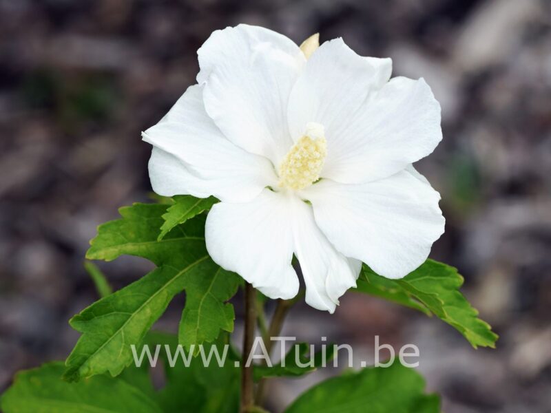 Altheastruik - Hibiscus syriacus 'Melwhite' - bloem