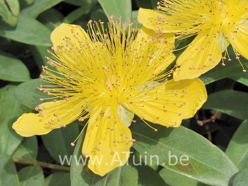 Hertshooi - Hypericum calycinum - bloem