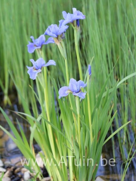 Baardlelie - Iris 'Babbeling brook'