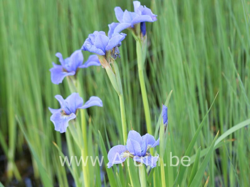 Baardlelie - Iris 'Babbeling brook'