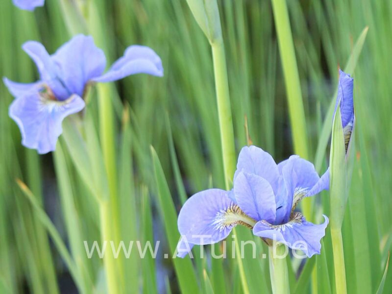 Baardlelie - Iris babbeling brook
