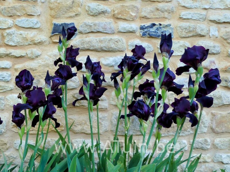 Baardlelie - Iris 'Black knight'