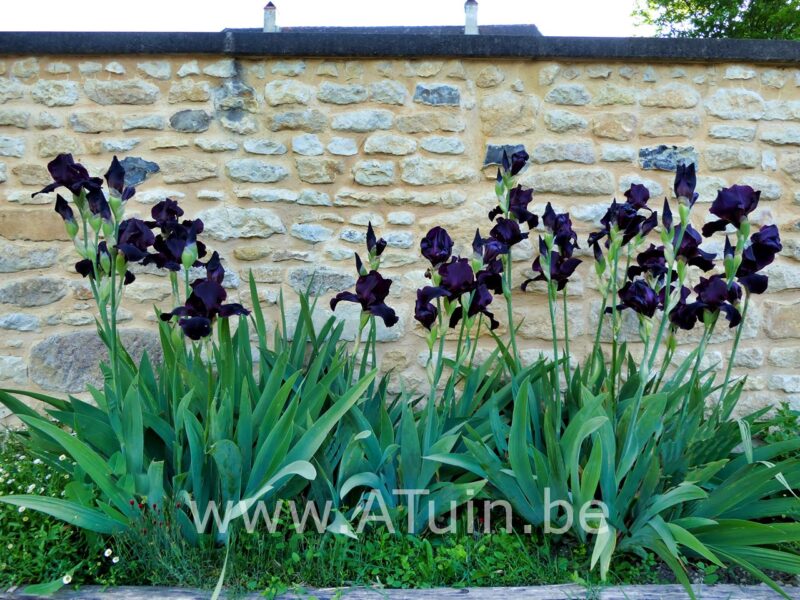 Baardlelie - Iris 'Black knight'