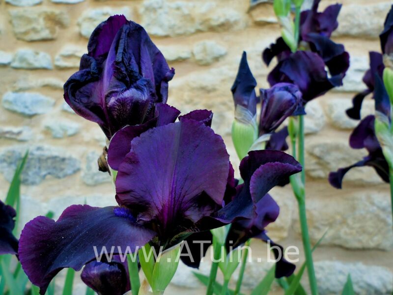Baardlelie - Iris 'Black knight' - bloem