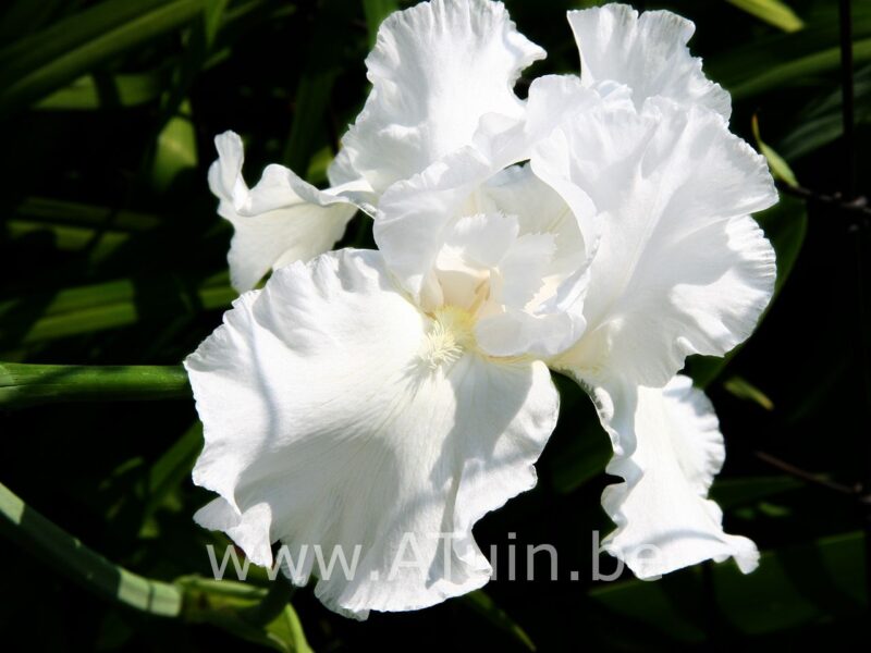 Dwergbaardlelie - Iris 'Bright white'