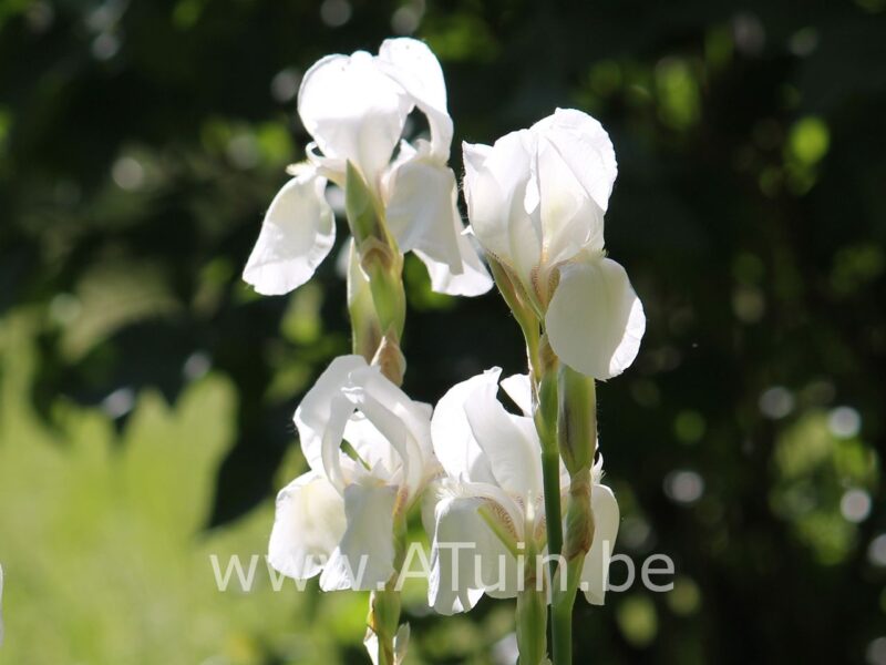 Dwergbaardlelie - Iris 'Bright white' - bloem