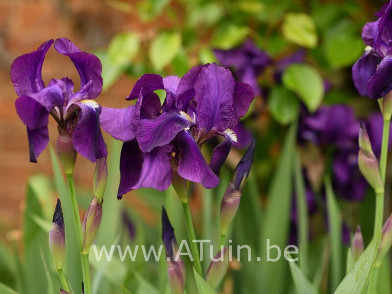 Japanse Iris - Iris ensata