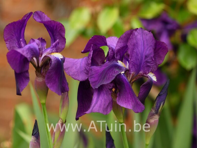 Japanse Iris - Iris ensata
