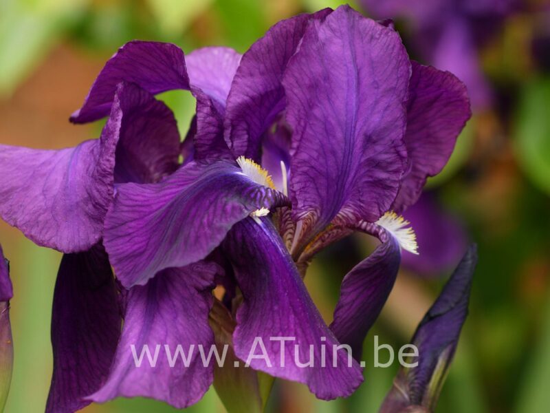 Japanse Iris - Iris ensata - bloem