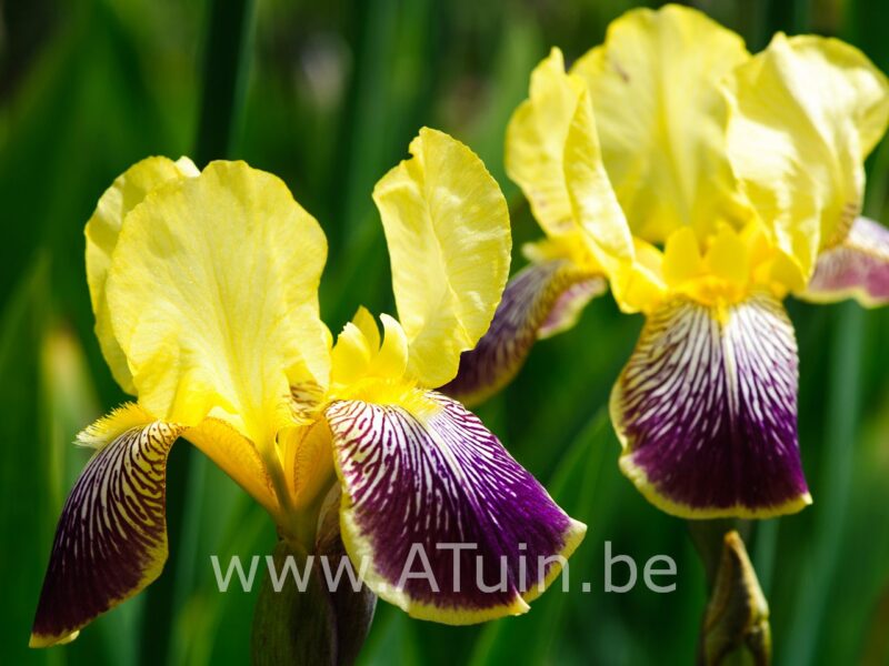 Baardlelie - Iris 'Nibelungen' - bloem