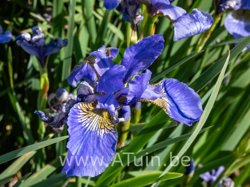 Siberische lis - Iris sibirica 'Blue king'