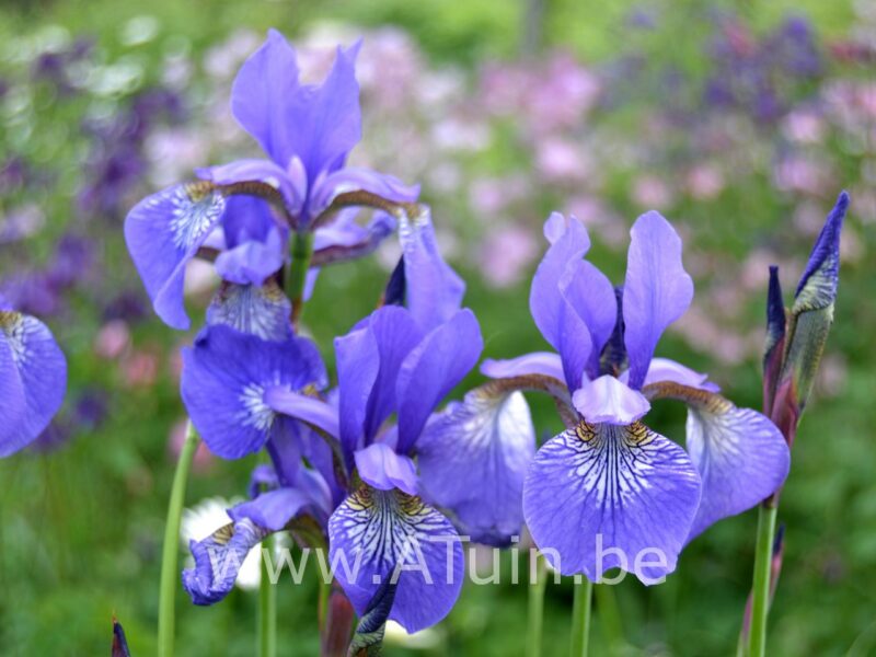 Siberische lis - Iris sibirica 'Blue king'