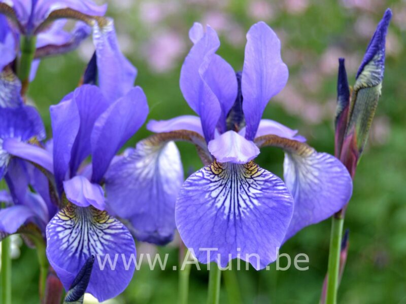 Siberische lis - Iris sibirica 'Blue king' - bloem
