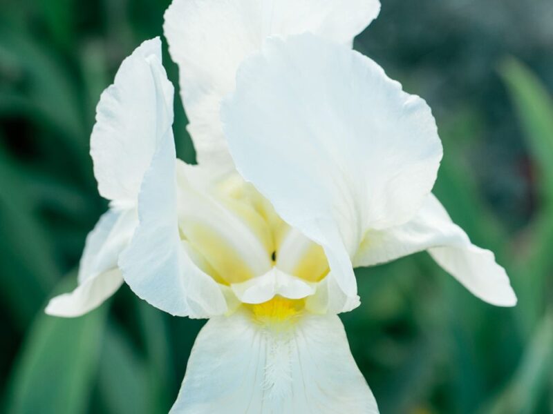 Siberische lis - Iris sibirica 'Snow queen'