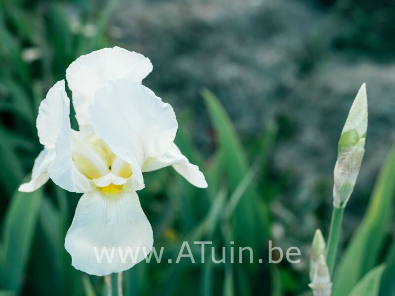 Siberische lis - Iris sibirica 'Snow queen'