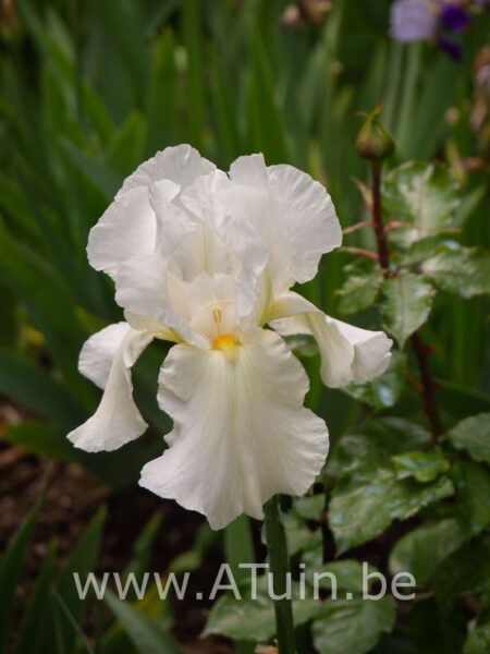 Siberische lis - Iris sibirica 'White knight'