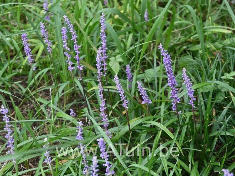 leliegras - Liriope muscari 'Ingwersen'