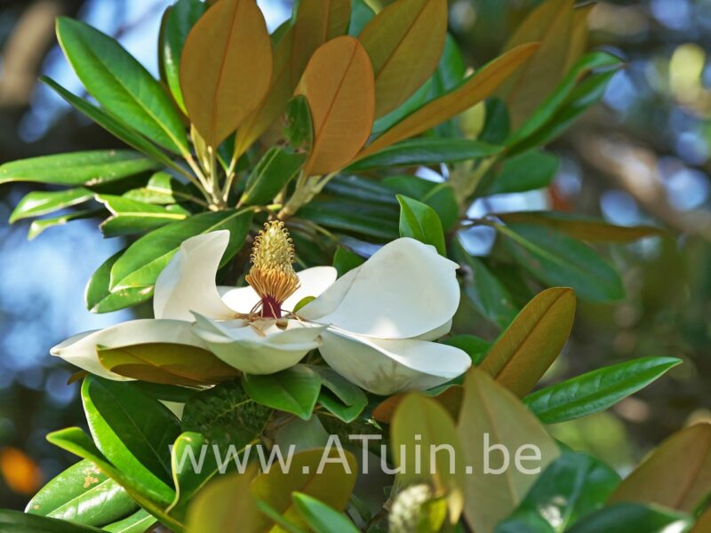 Beverboom - Magnolia grandiflora