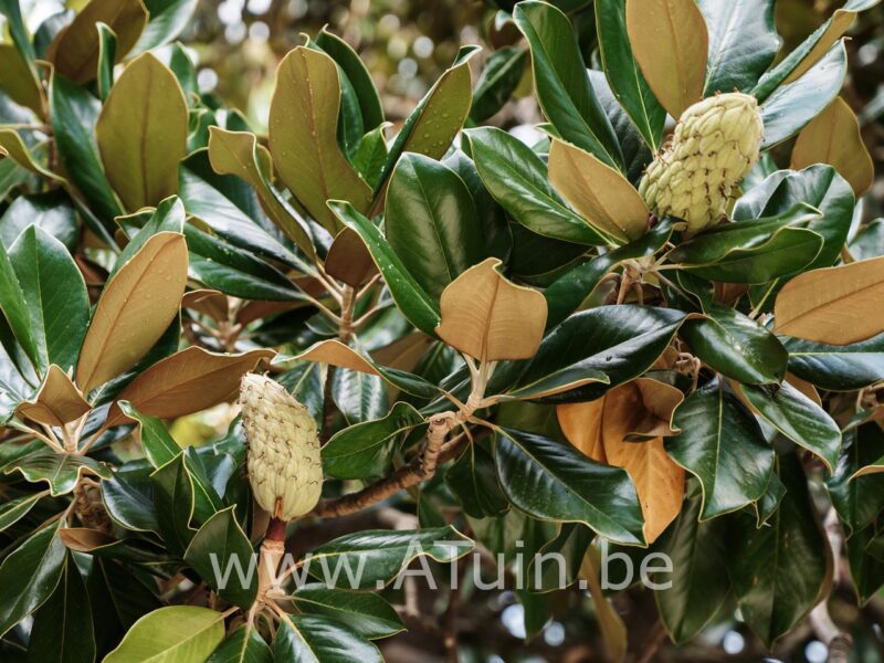Beverboom - Magnolia grandiflora