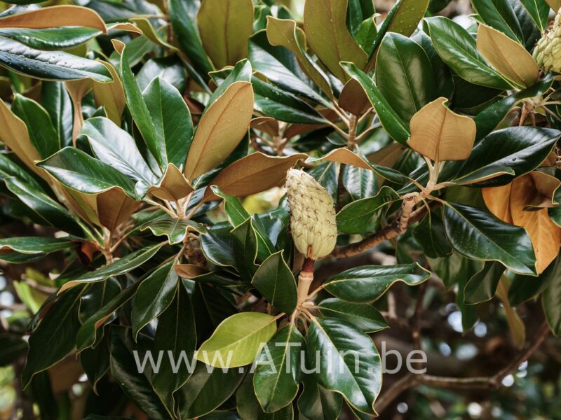 Beverboom - Magnolia grandiflora - blad