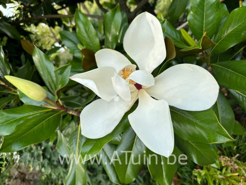 Beverboom - Magnolia grandiflora - Bloem