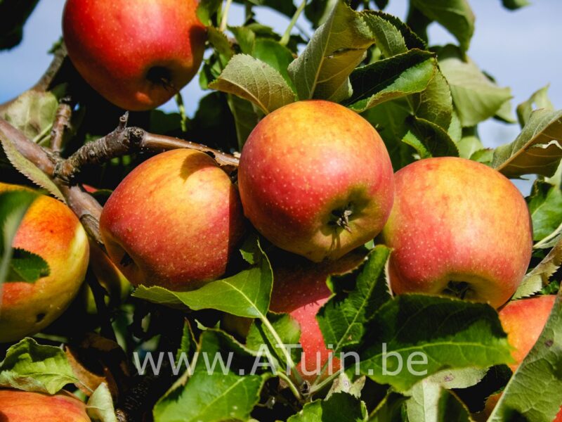 Appelboom - Malus domestica 'Schone van Boskoop'
