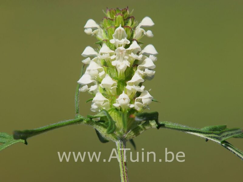 Bijenkorfjes - Prunella grandiflora 'Alba'
