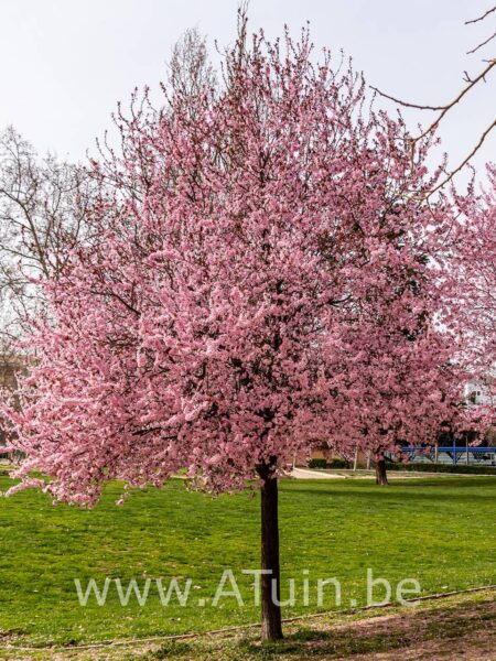 Kerspruim - Prunus cerasifera 'Nigra'