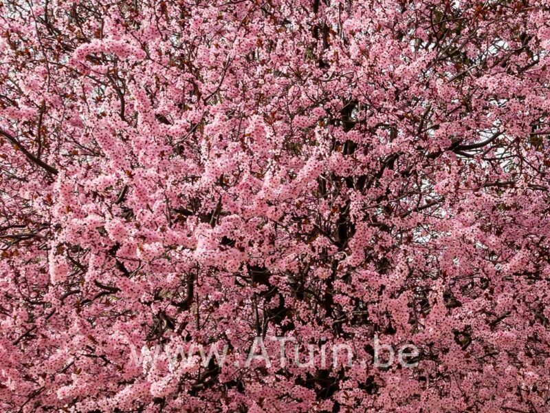 Kerspruim - Prunus cerasifera 'Nigra' - bloei