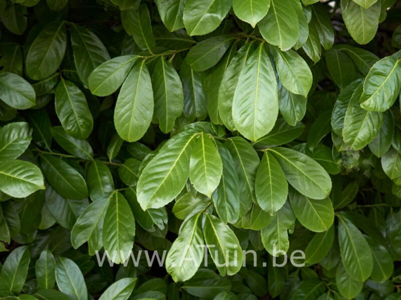 Laurierkers - Prunus laurocerasus 'Novita' - blad