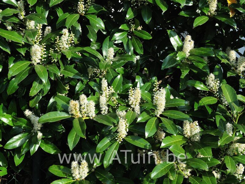 Laurierkers - Prunus laurocerasus 'Novita' - bloei