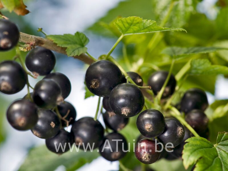 Zwarte aalbes - Ribes nigrum 'Titania'