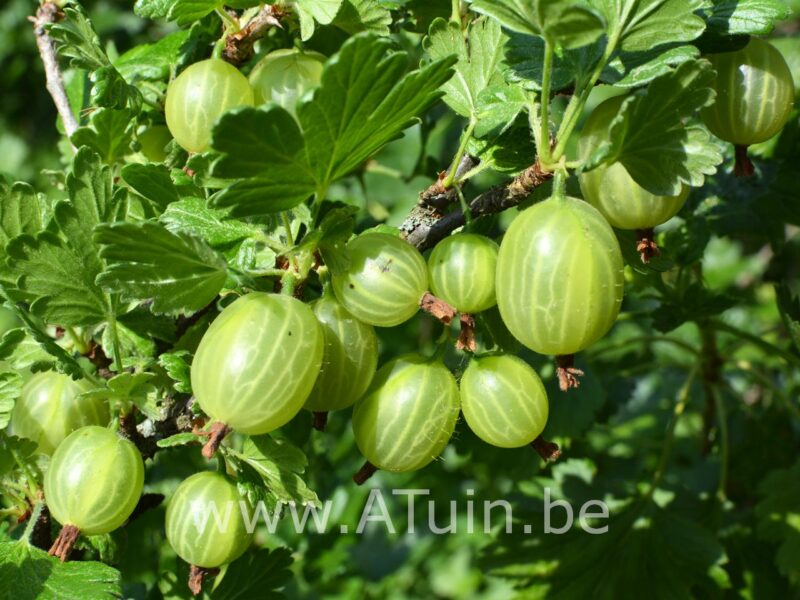 stekelbes - Ribes uva-crispa 'Invicta'