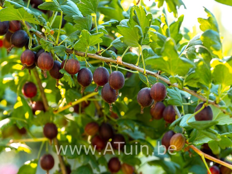Stekelbes - Ribes uva-crispa 'Whinham's Industry'
