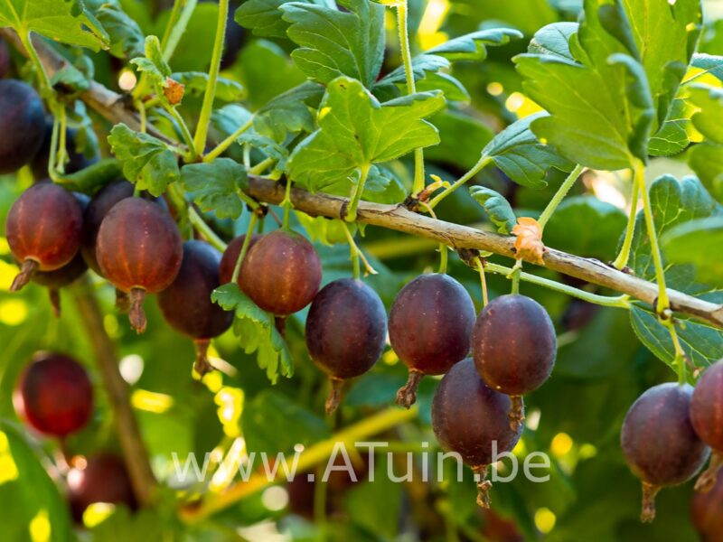 Stekelbes - Ribes uva-crispa 'Whinham's Industry'