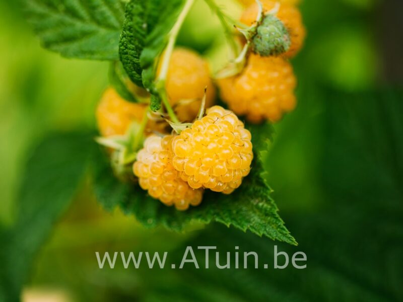 Framboos - Rubus idaeus 'Fallgold'