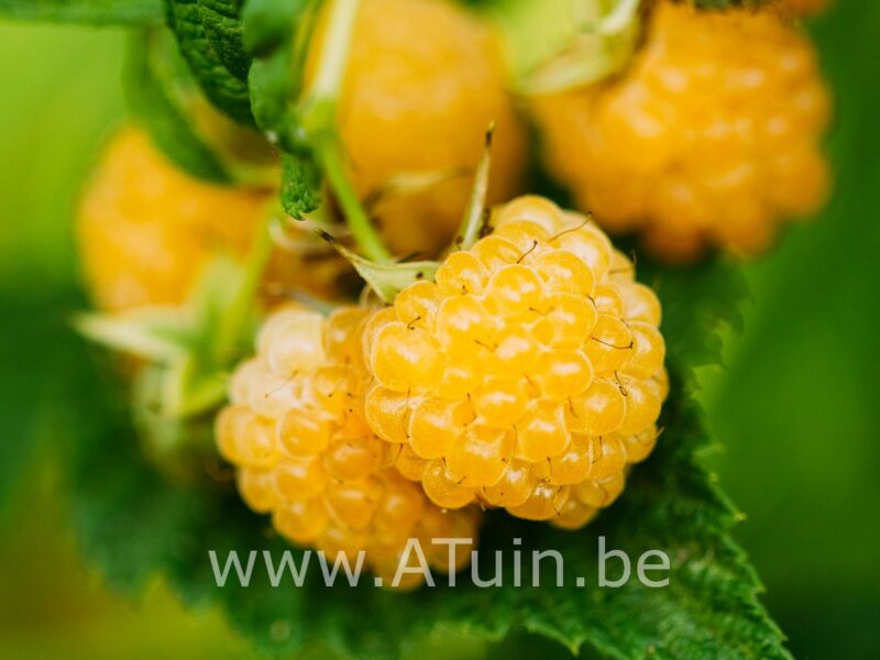 Gele framboos - Rubus idaeus 'Fallgold'