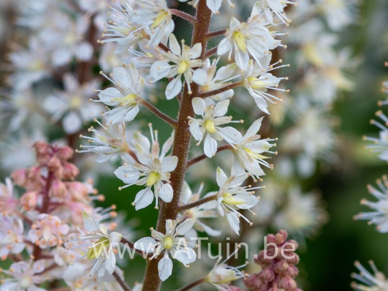 Perzische Muts - Tiarella cordifolia