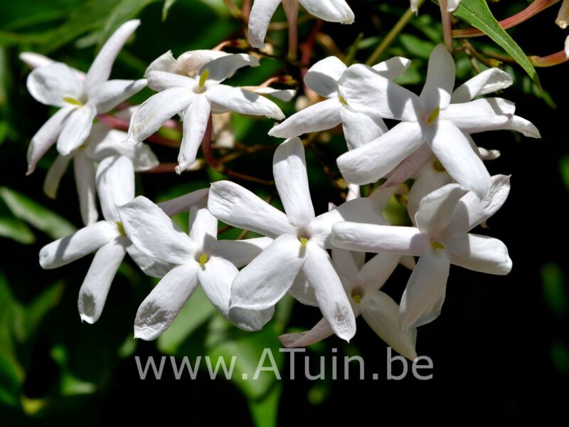Toscaanse jasmijn - Trachelospermum Jasminoides - bloem